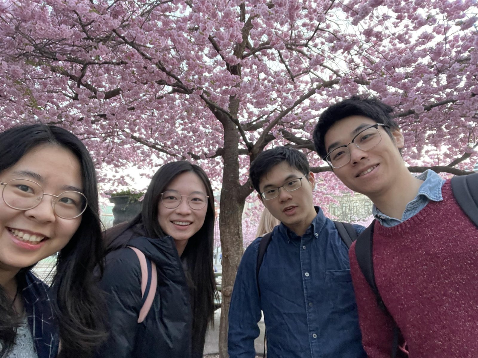 Friends under the cherry blossoms in spring